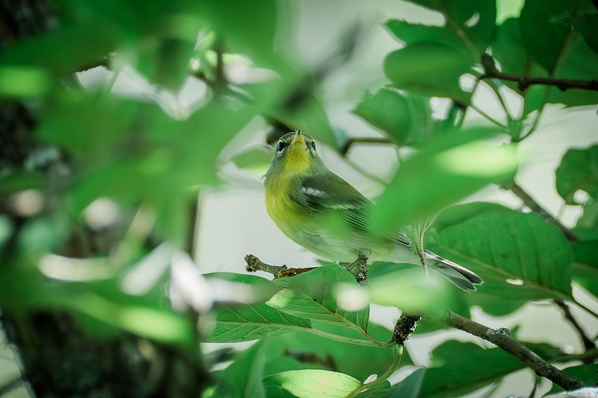 Northern Parula - ML642639050