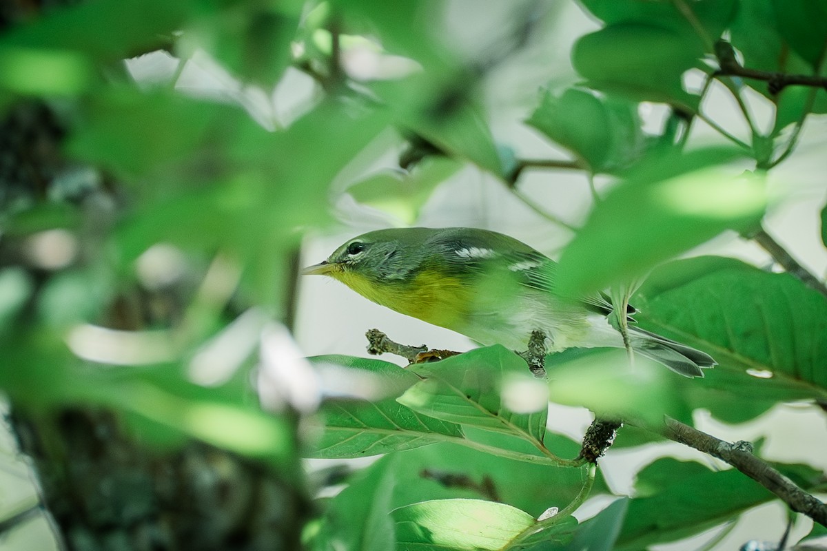 Northern Parula - ML642639051
