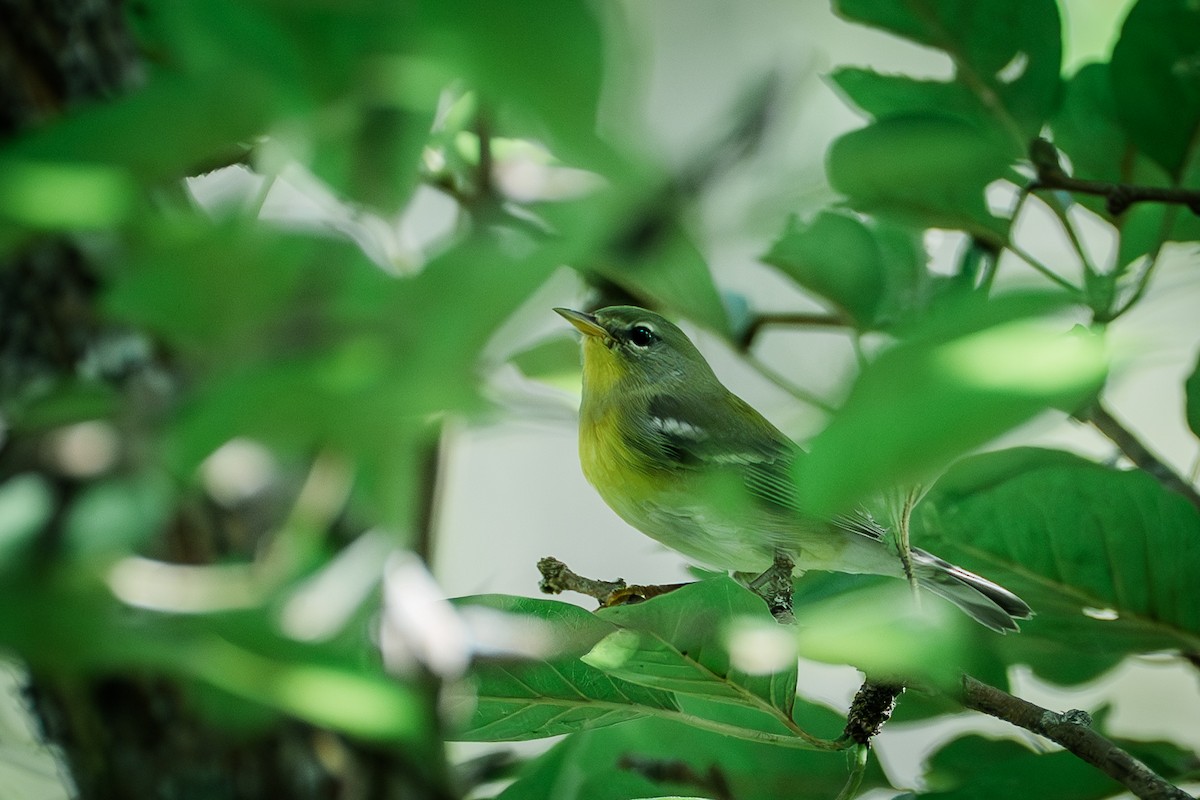 Northern Parula - ML642639052
