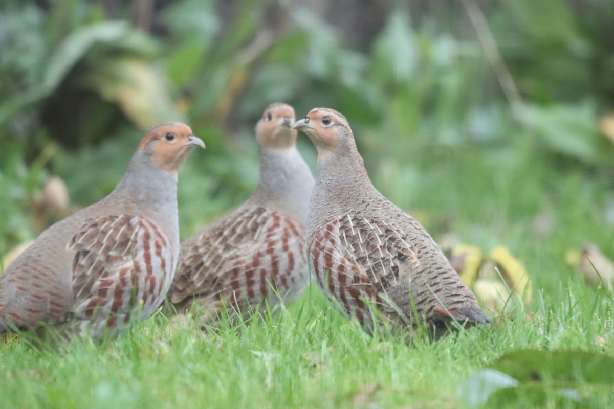 Gray Partridge - ML642639070