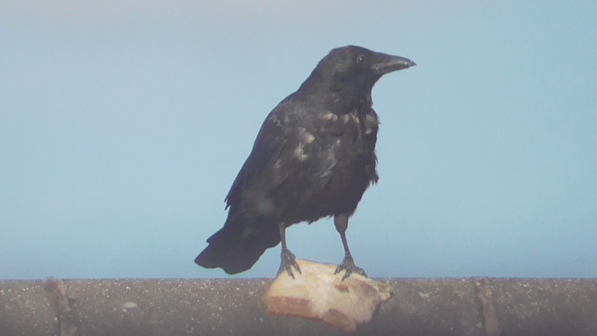 Rabenkrähe - ML642639071