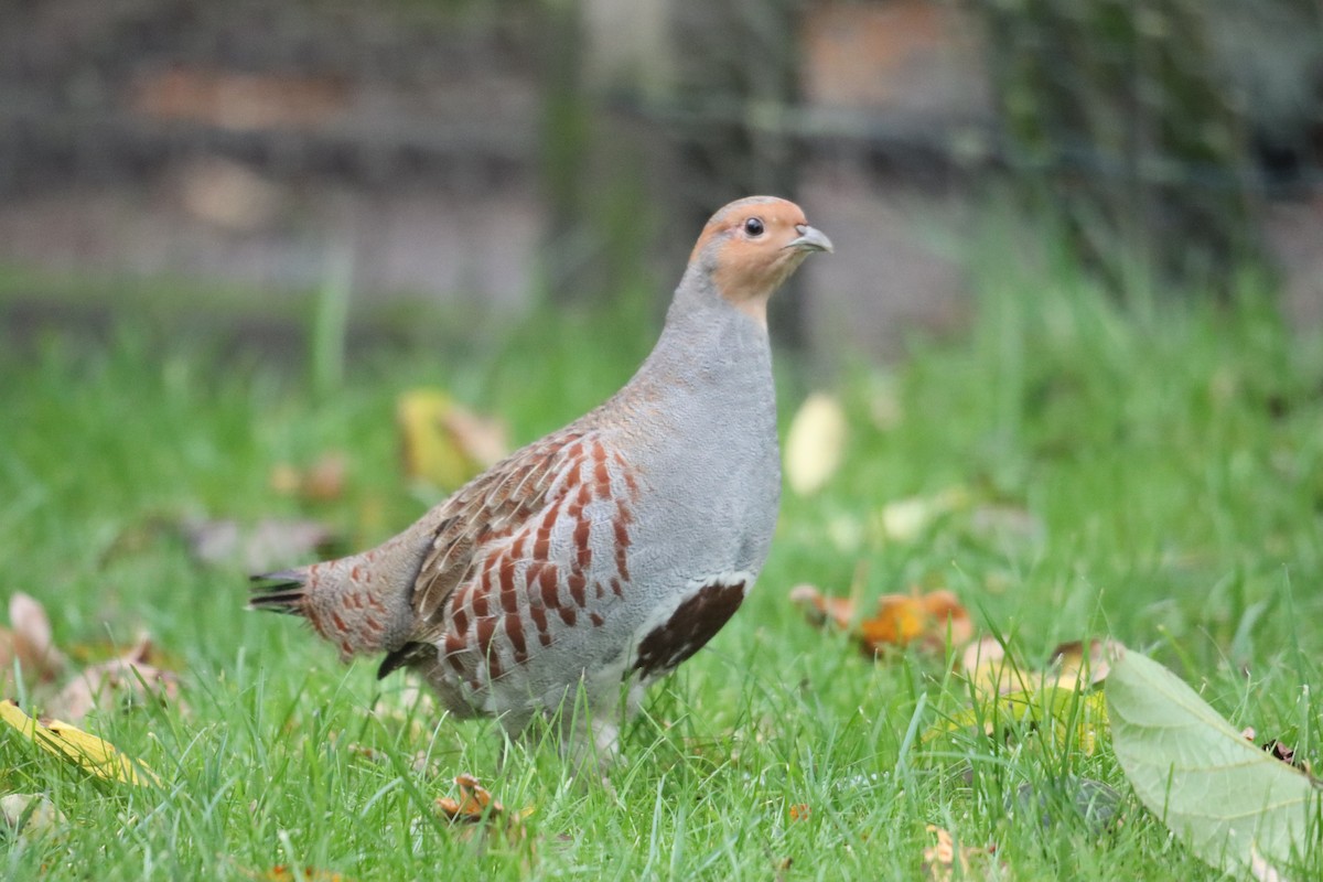 Gray Partridge - ML642639078