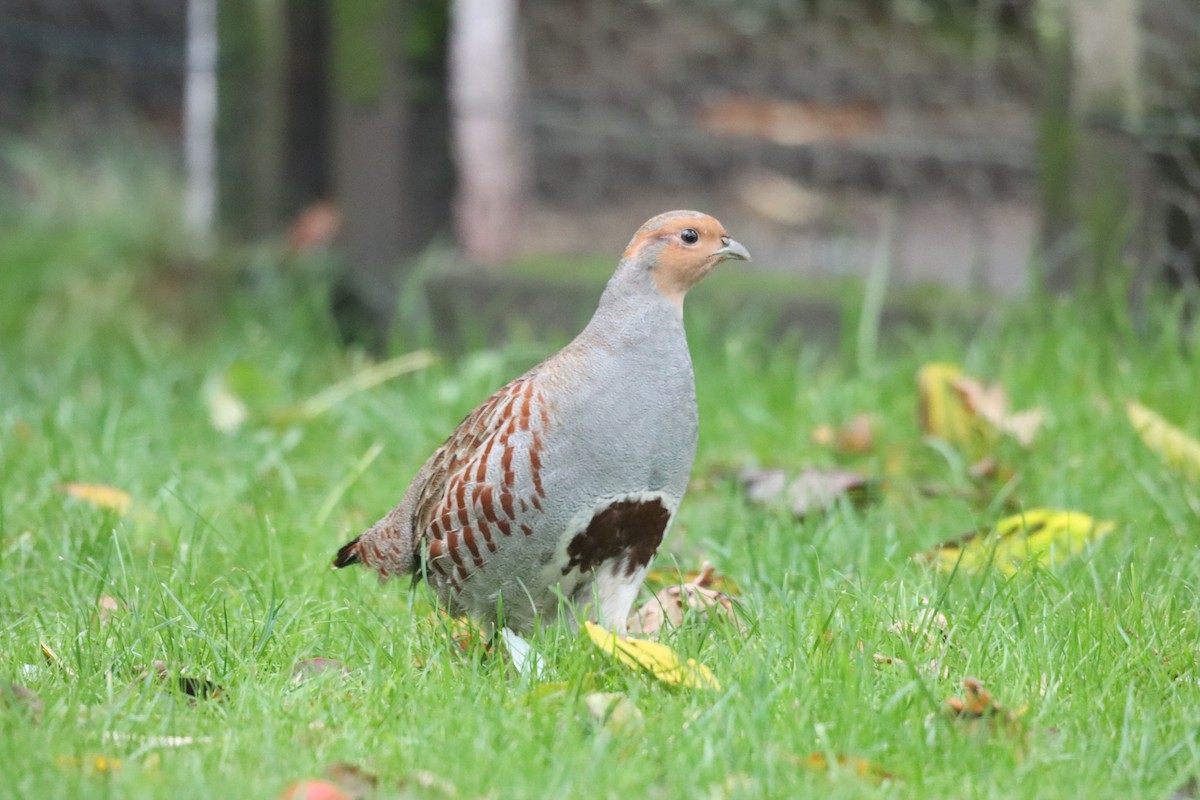 Gray Partridge - ML642639081