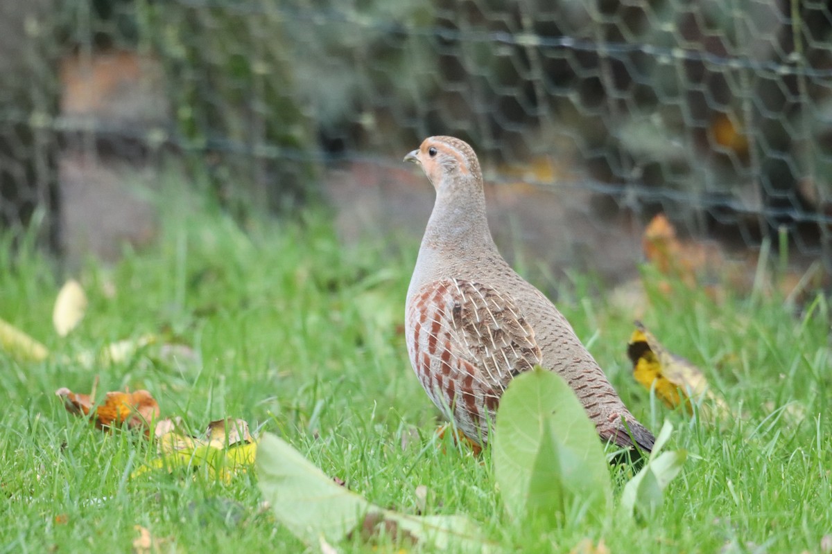 Gray Partridge - ML642639097