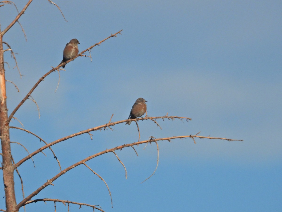 Western Bluebird - ML642639110
