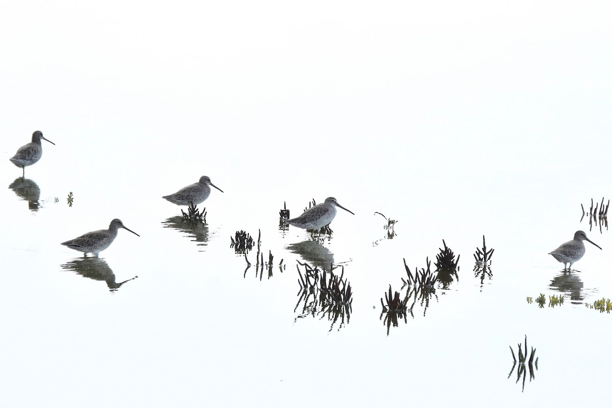 Short-billed Dowitcher - ML642639121