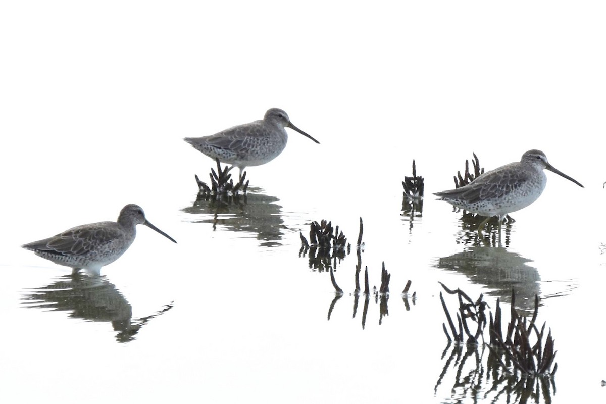 Short-billed Dowitcher - ML642639122