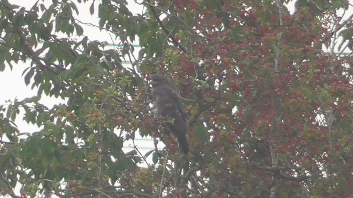 Mäusebussard - ML642639170