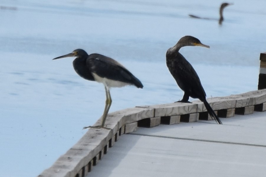Neotropic Cormorant - ML642639200