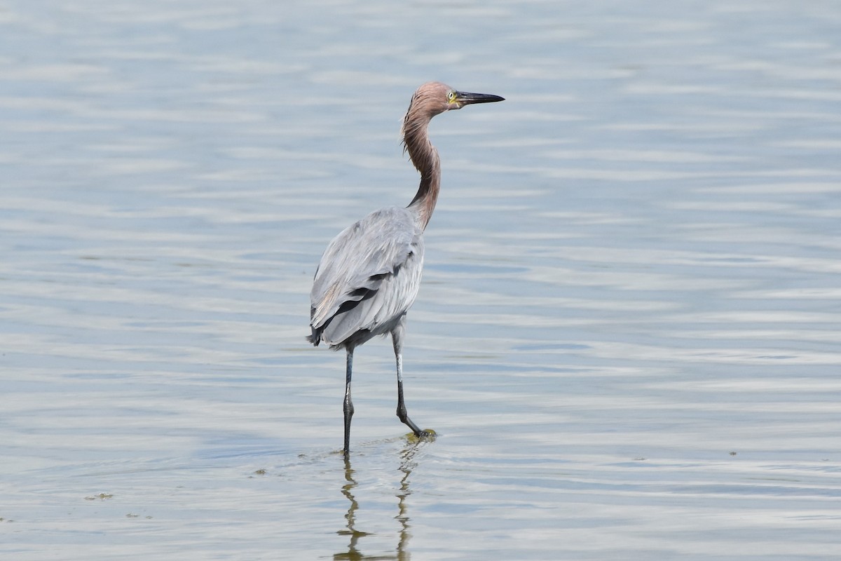 Reddish Egret - ML642639206