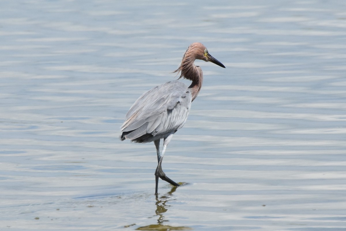 Reddish Egret - ML642639207