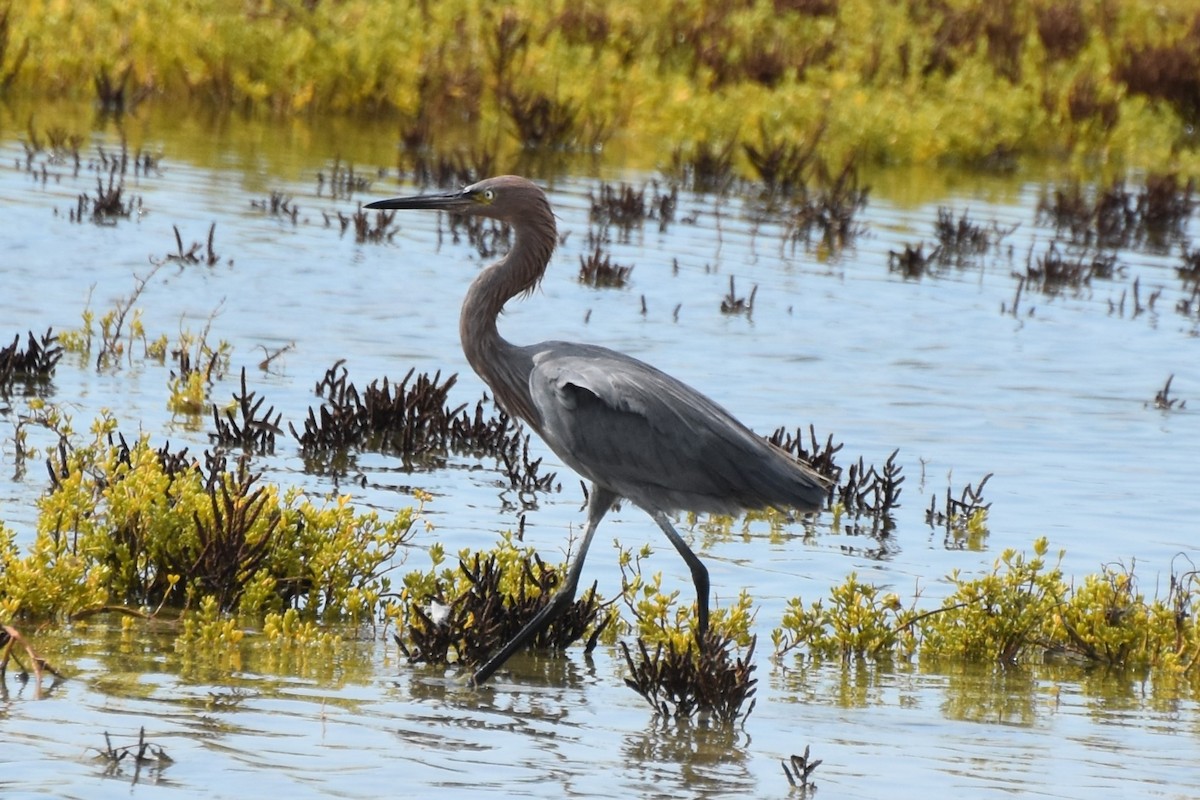 Reddish Egret - ML642639208
