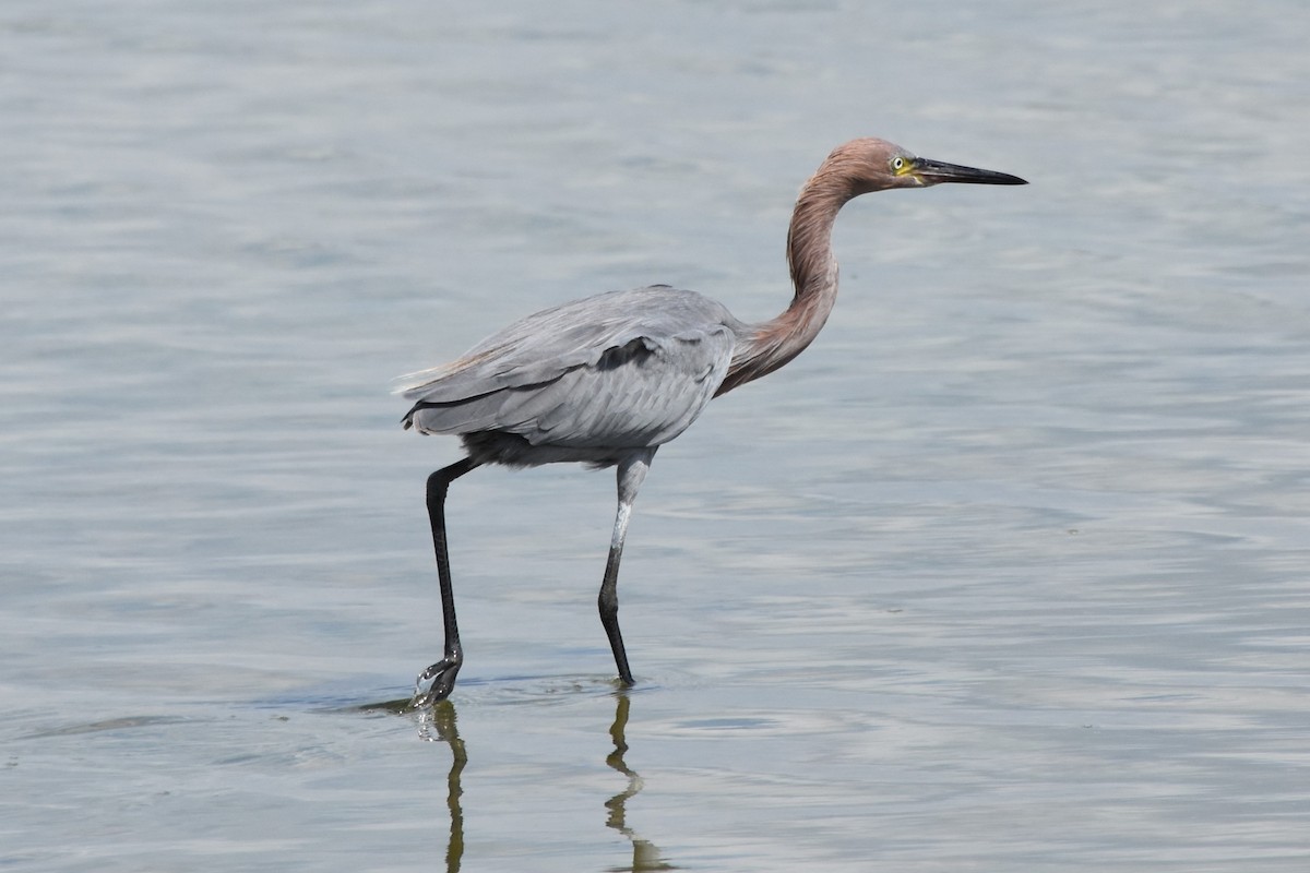 Reddish Egret - ML642639209