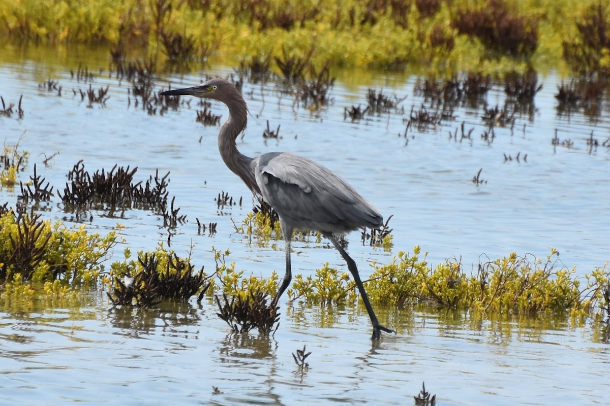 Reddish Egret - ML642639210