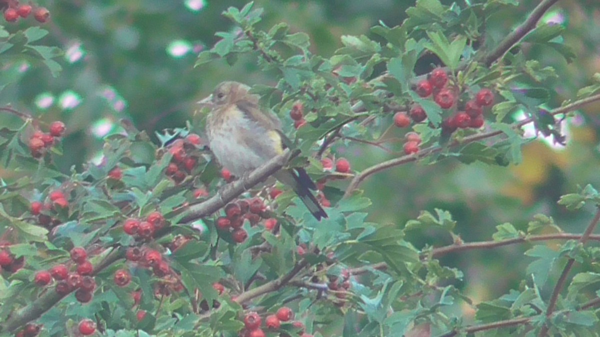 Stieglitz - ML642639235