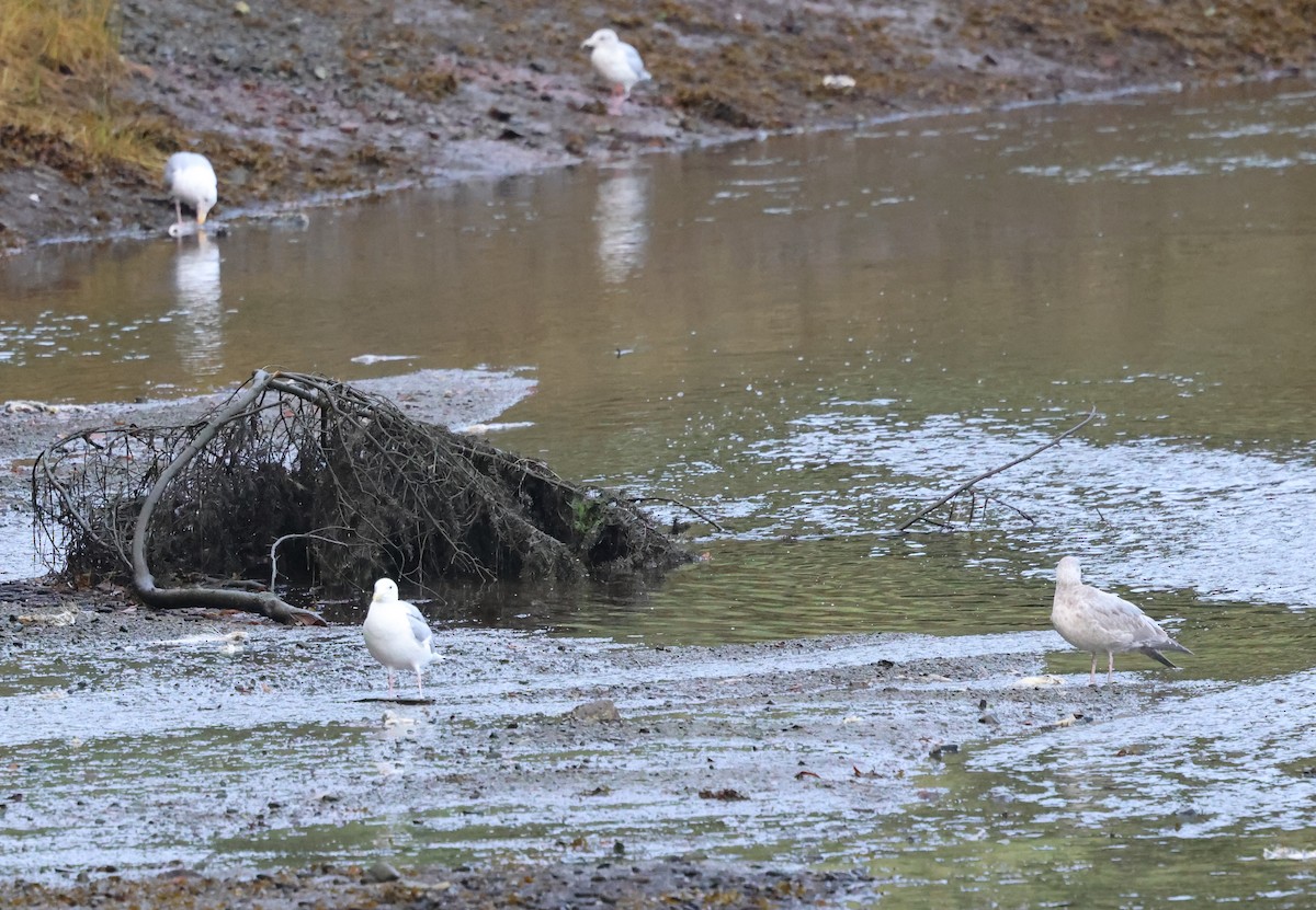 Glaucous-winged Gull - ML642639269