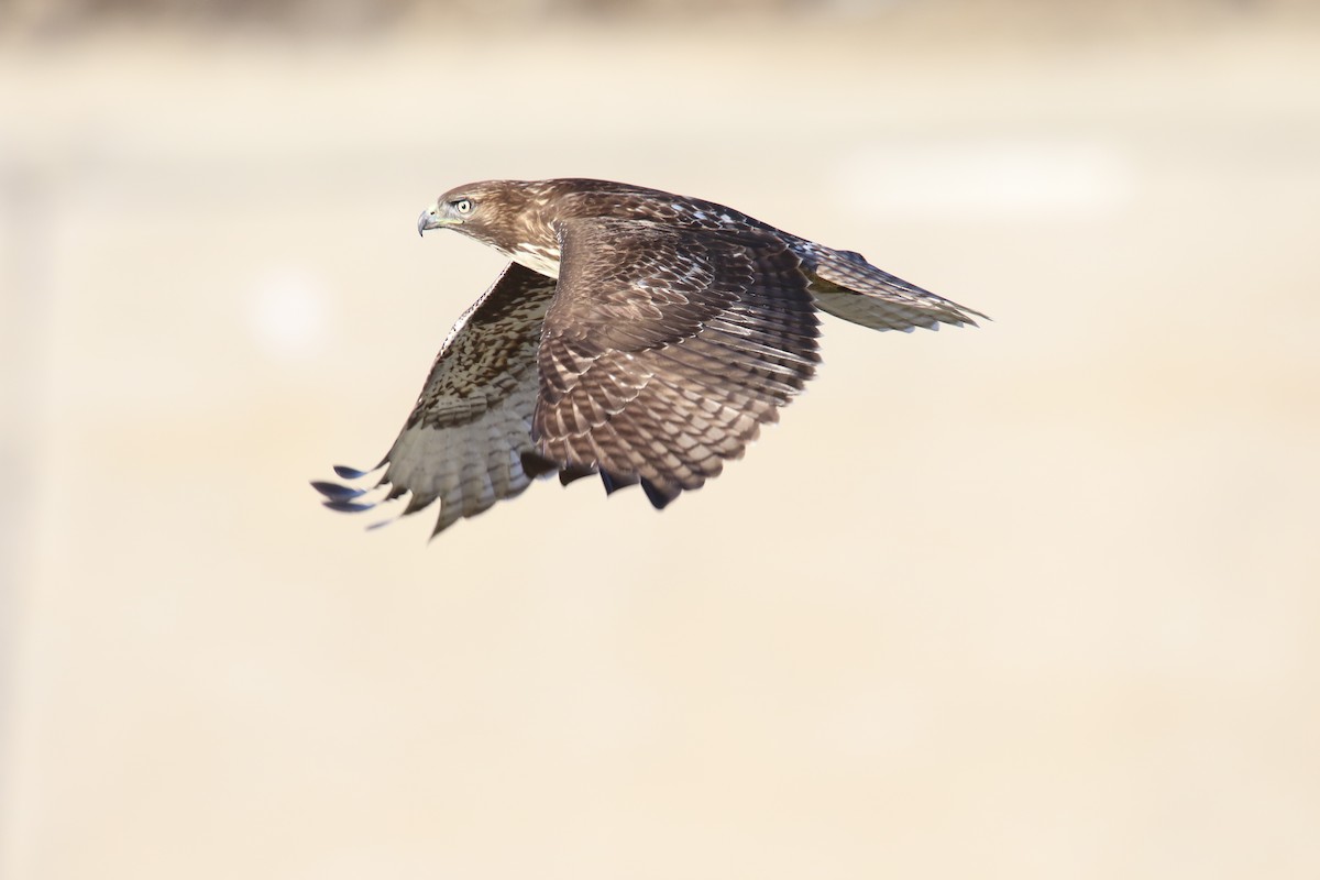 Red-tailed Hawk (calurus/alascensis) - ML642639273