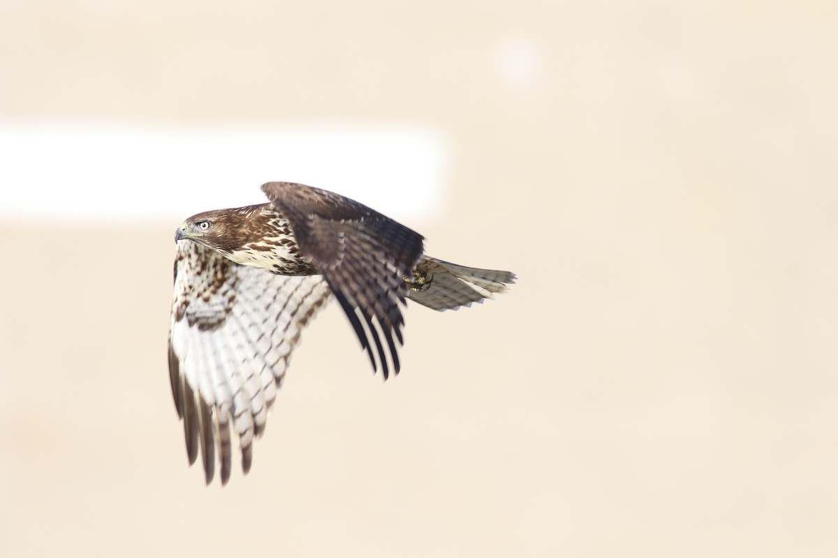 Red-tailed Hawk (calurus/alascensis) - ML642639280