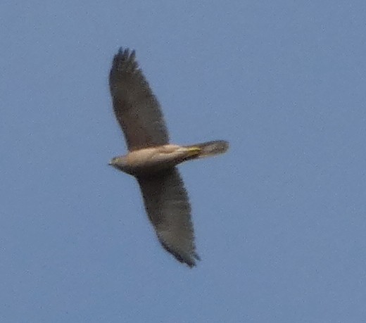 Brown Goshawk - ML642639283