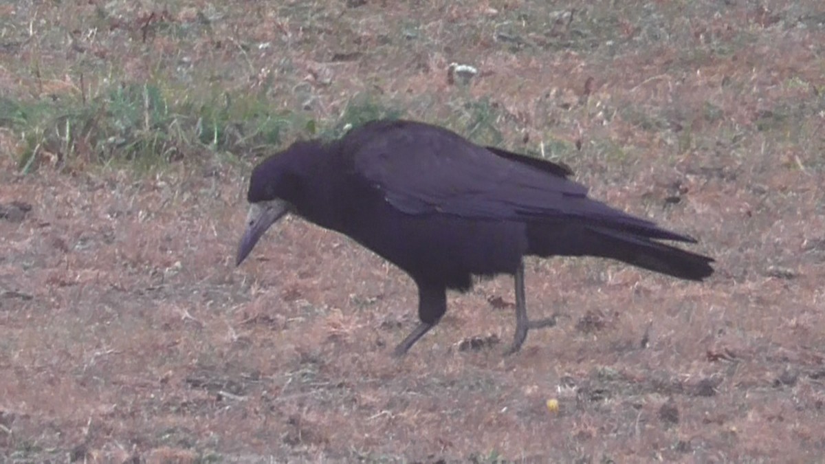 Saatkrähe - ML642639284