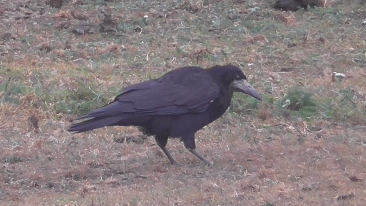 Saatkrähe - ML642639288