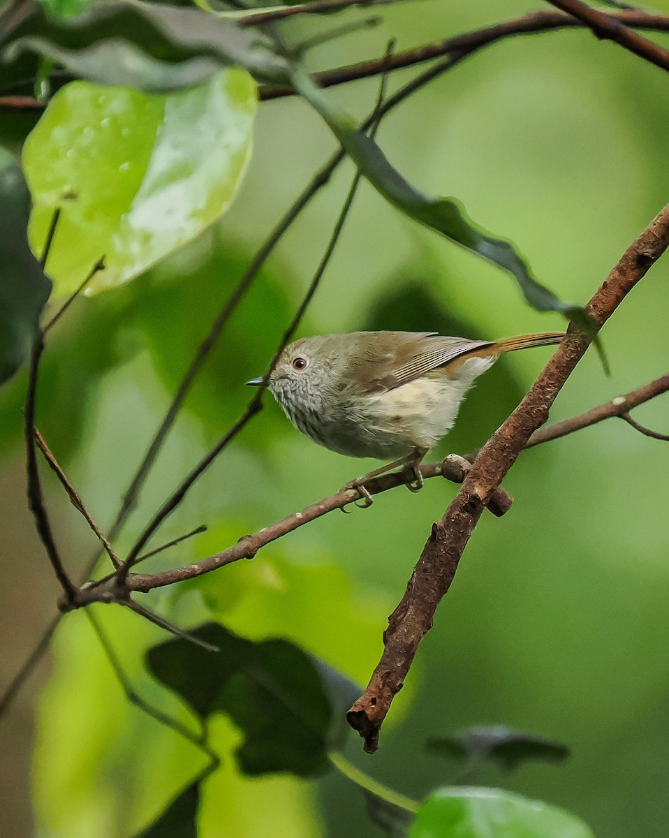 Brown Thornbill - ML642639308