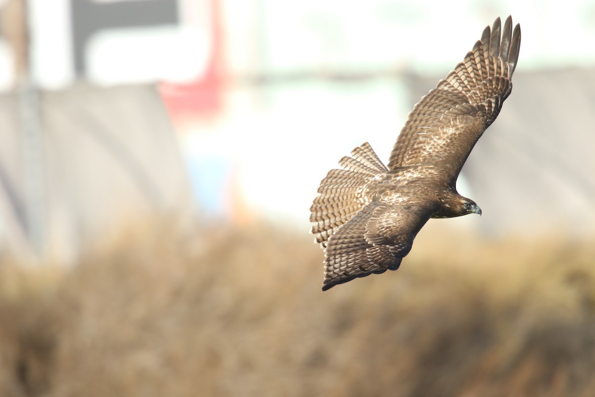 Red-tailed Hawk (calurus/alascensis) - ML642639320