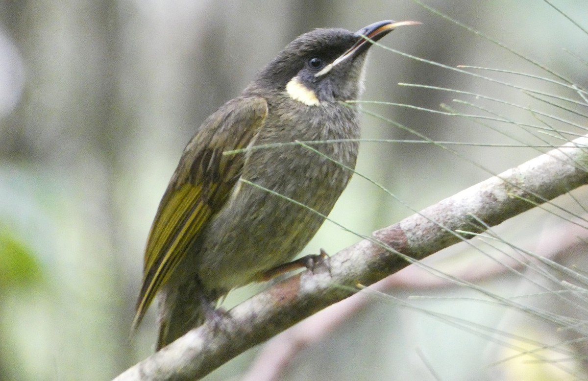 Lewin's Honeyeater - ML642639322