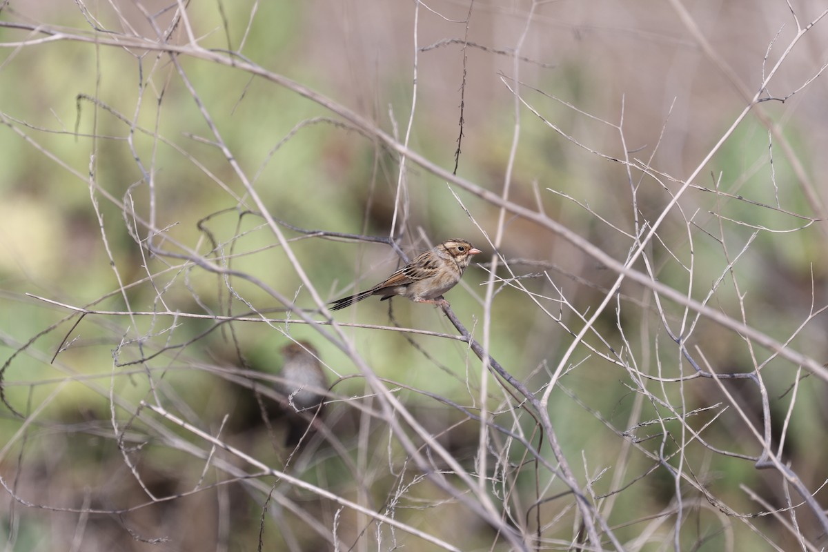 Clay-colored Sparrow - ML642639324