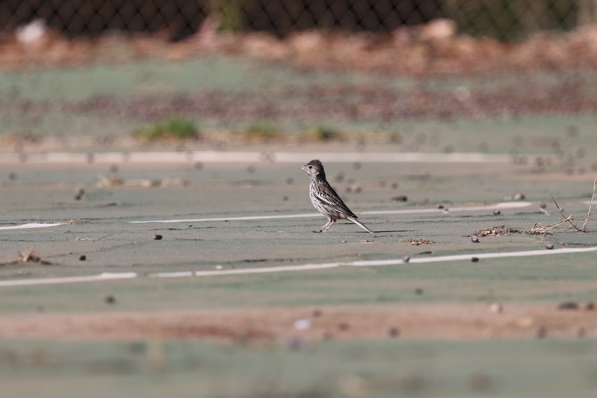 Lark Bunting - ML642639327
