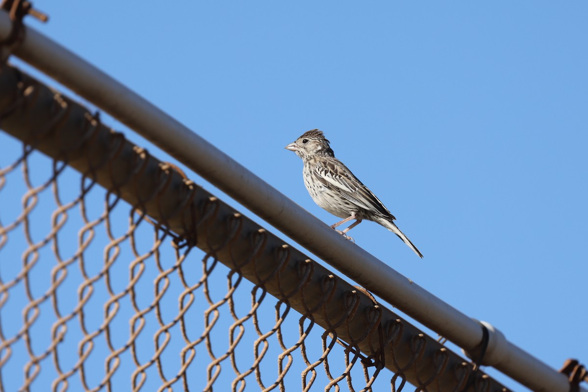 Lark Bunting - ML642639328