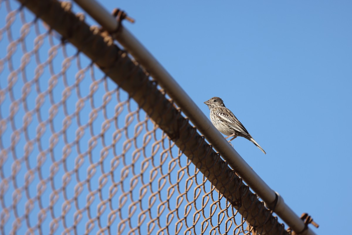 Lark Bunting - ML642639329
