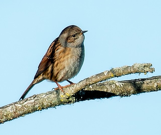Dunnock - ML642639341