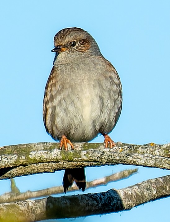 Dunnock - ML642639342