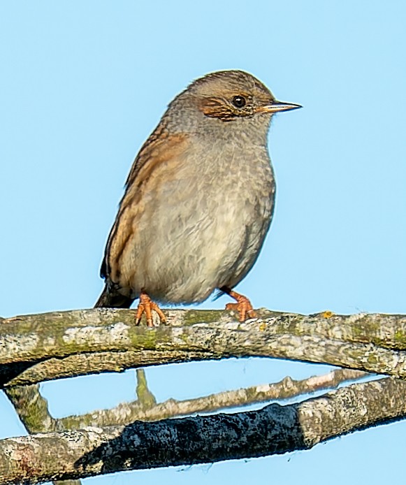 Dunnock - ML642639343