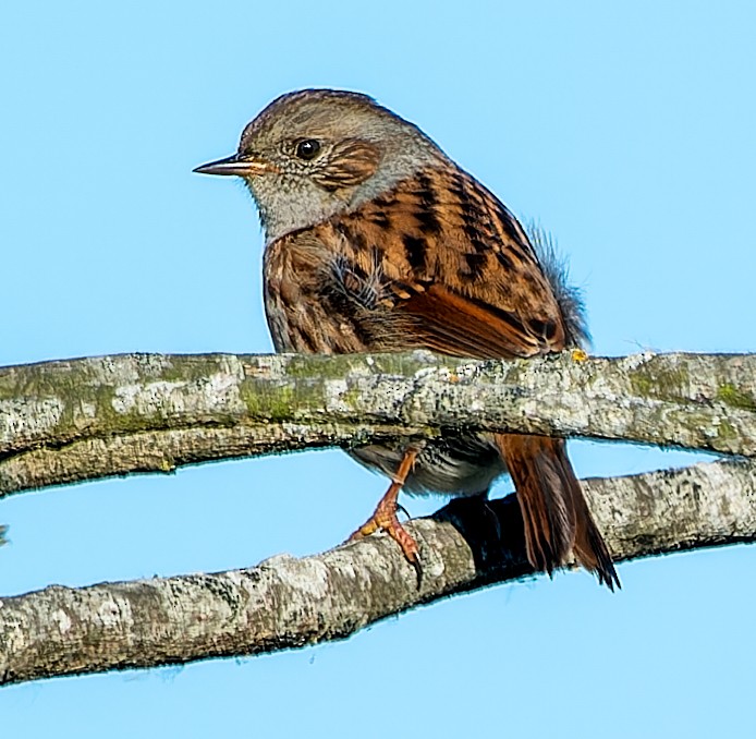 Dunnock - ML642639344