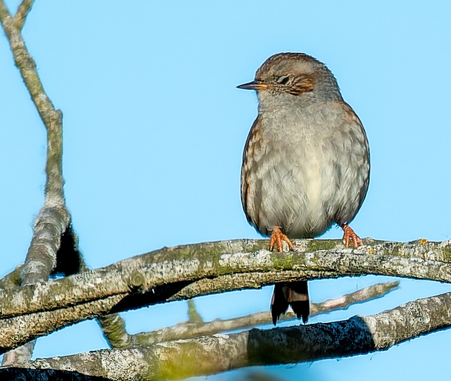 Dunnock - ML642639345