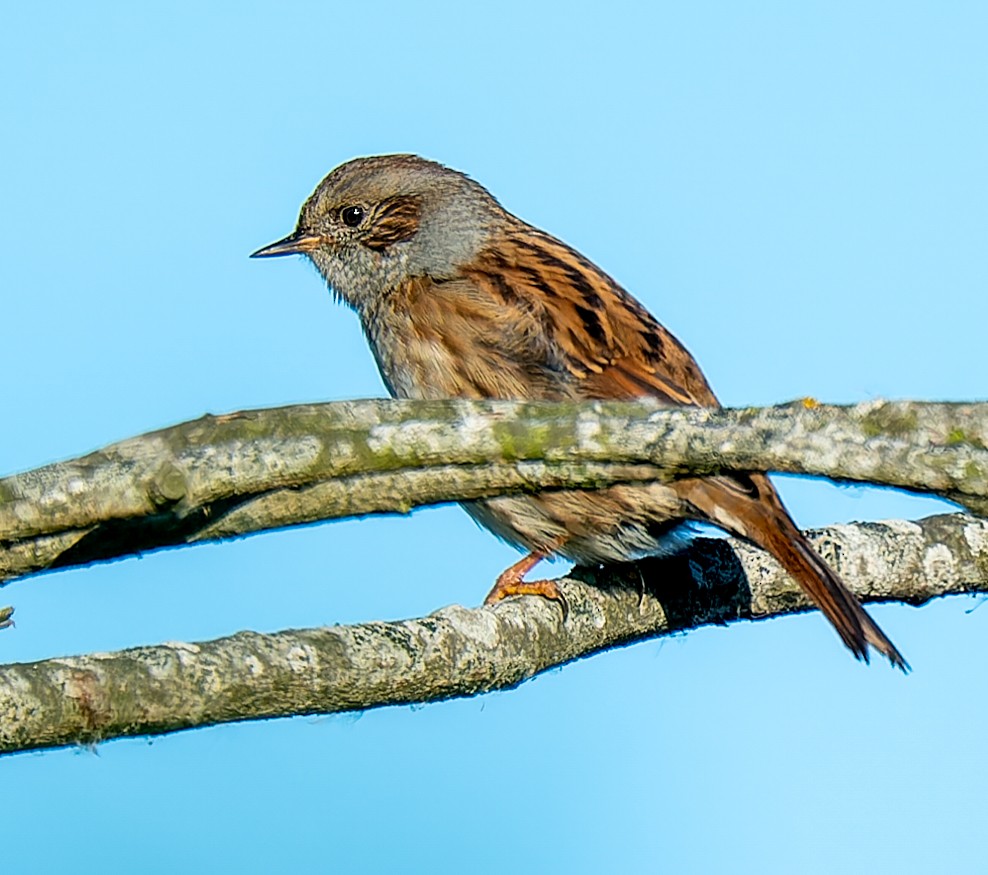 Dunnock - ML642639346