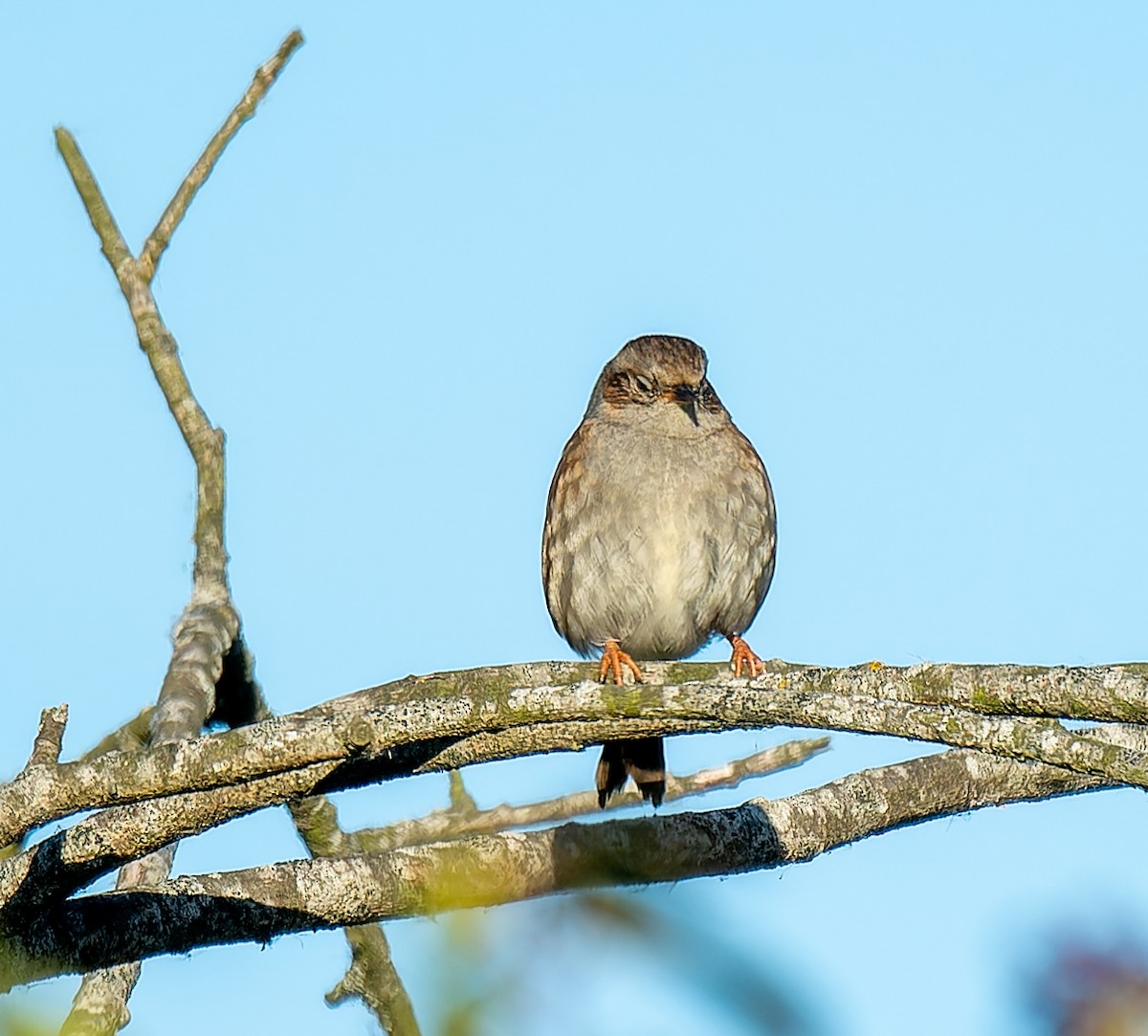 Dunnock - ML642639347