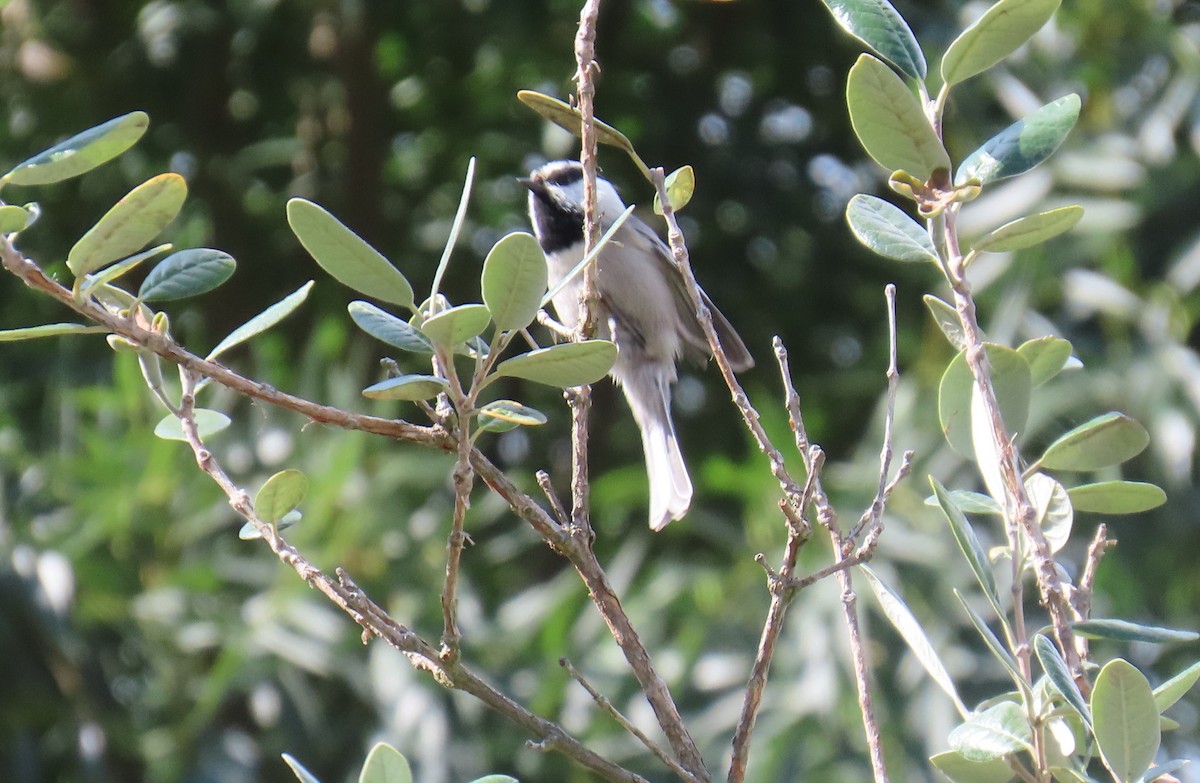 Mountain Chickadee - ML642639357