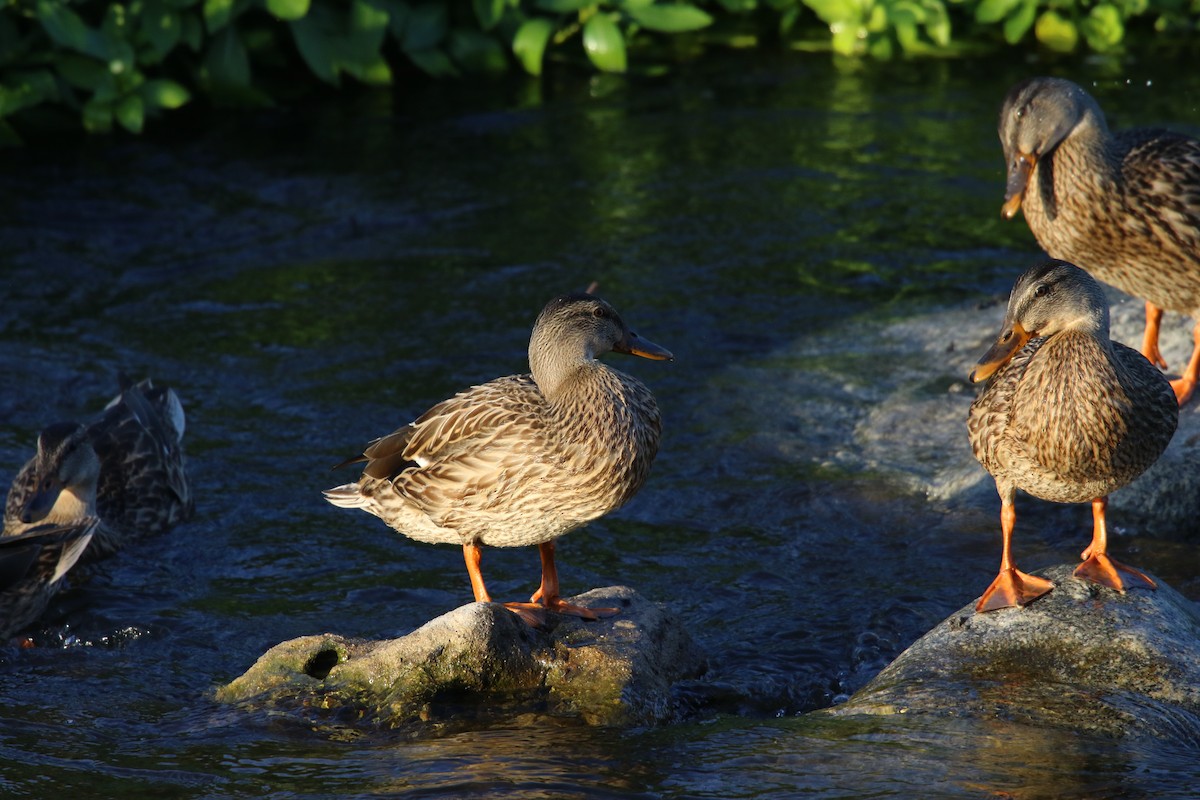 Mallard - ML642639360