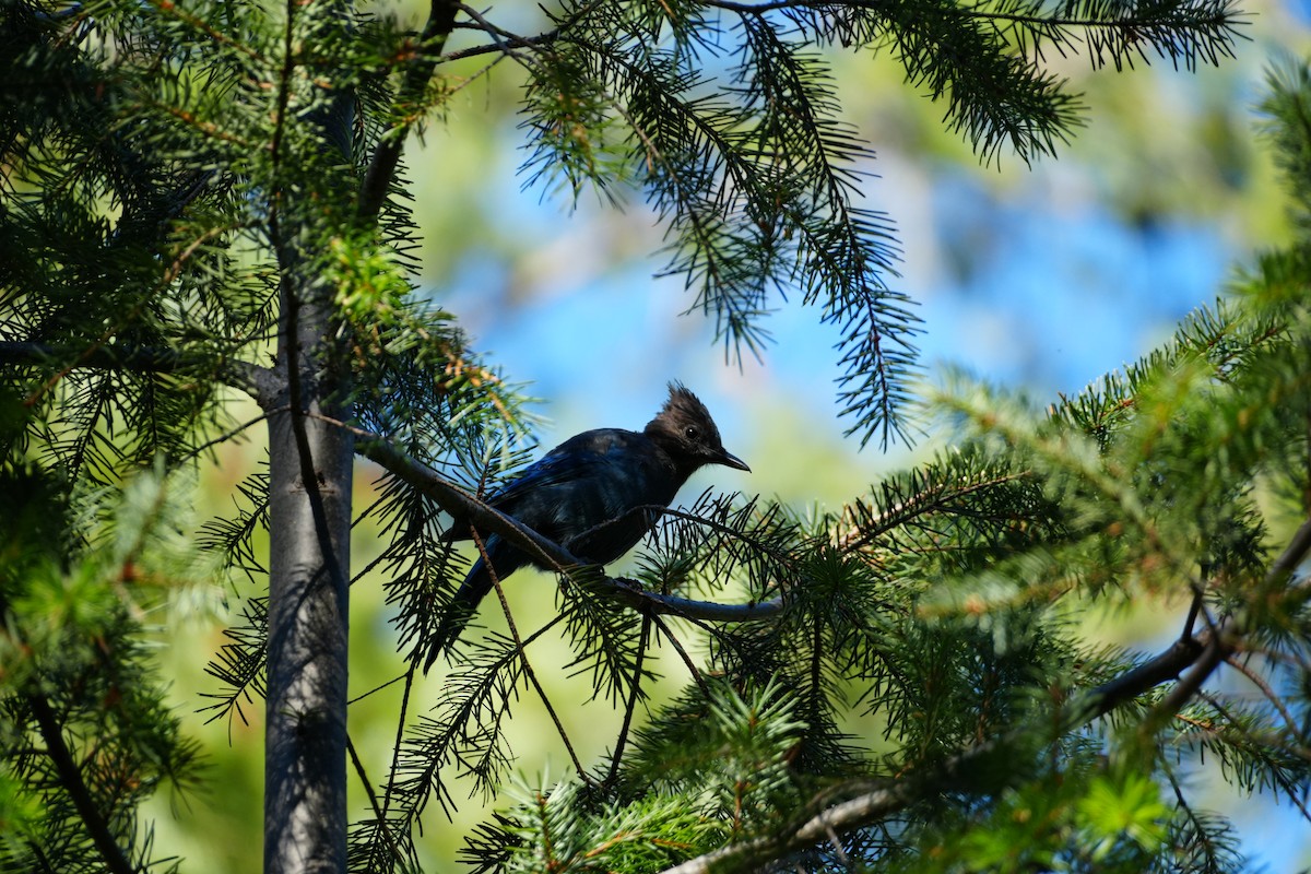 Steller's Jay - ML642639371