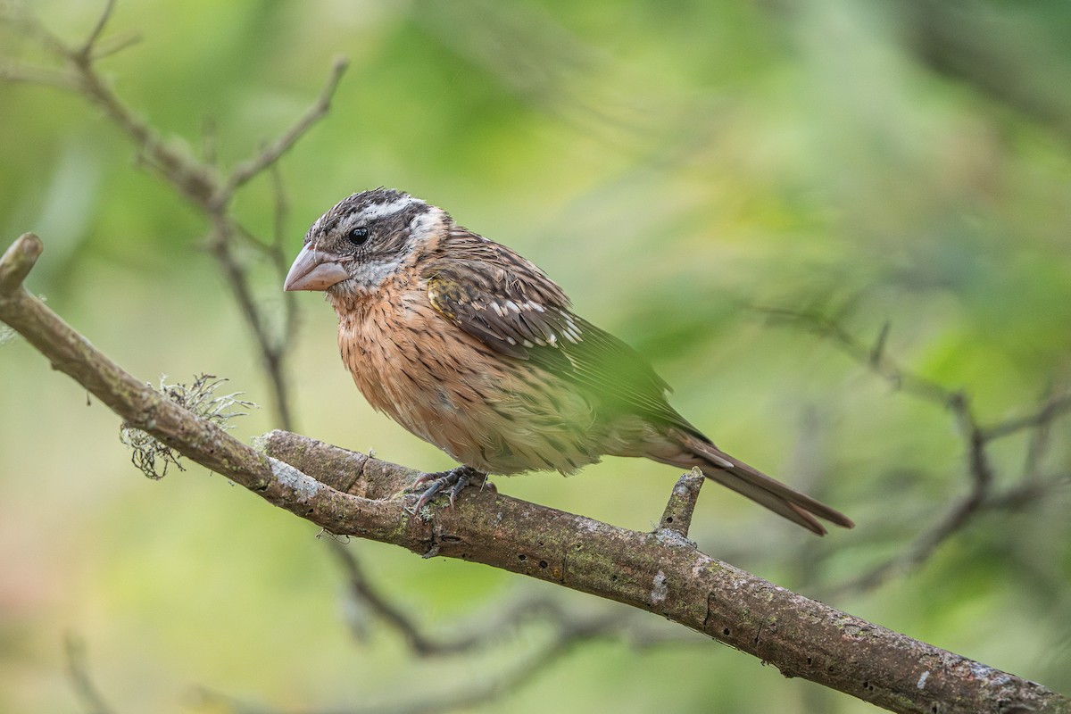 Black-headed Grosbeak - ML642639391