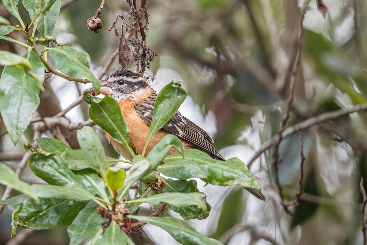 Black-headed Grosbeak - ML642639392