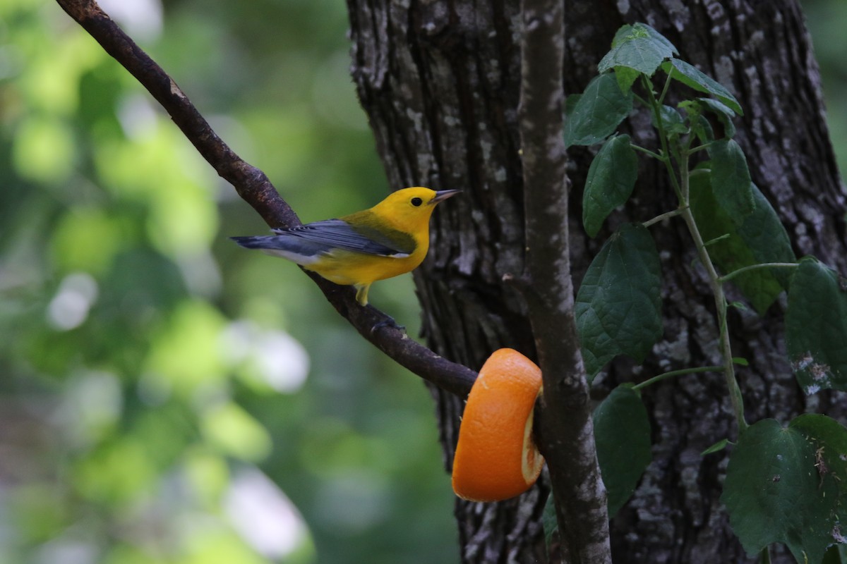 Prothonotary Warbler - ML642639393