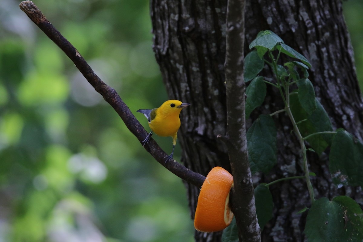 Prothonotary Warbler - ML642639407