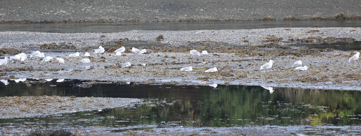 Glaucous-winged Gull - ML642639412