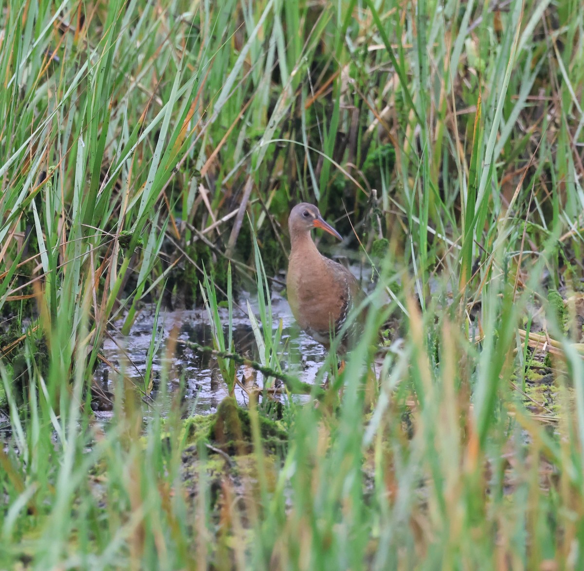Ridgway's Rail - ML642639422