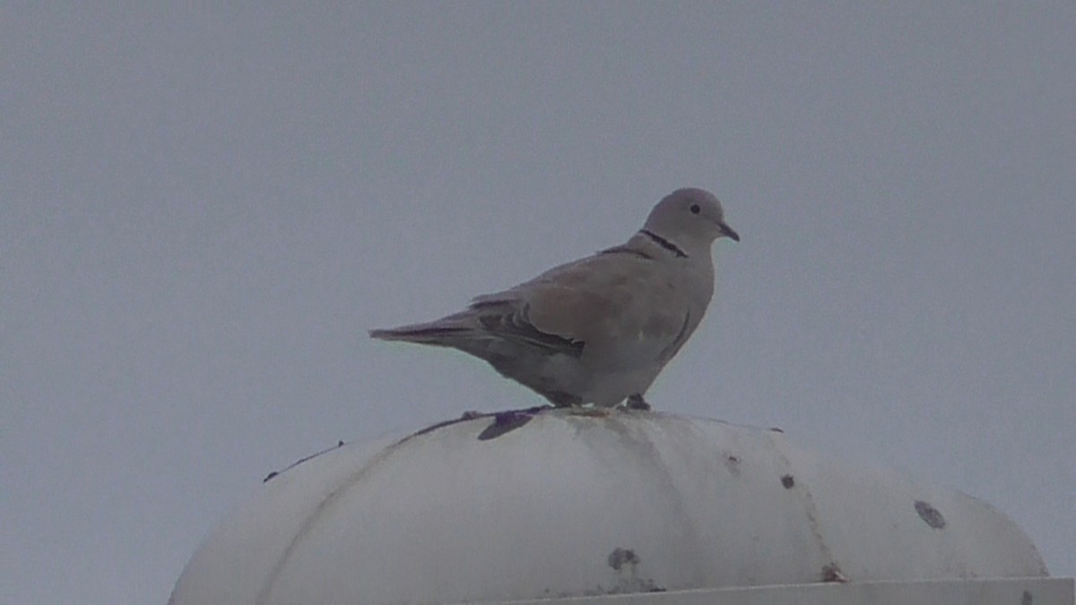 Türkentaube - ML642639431