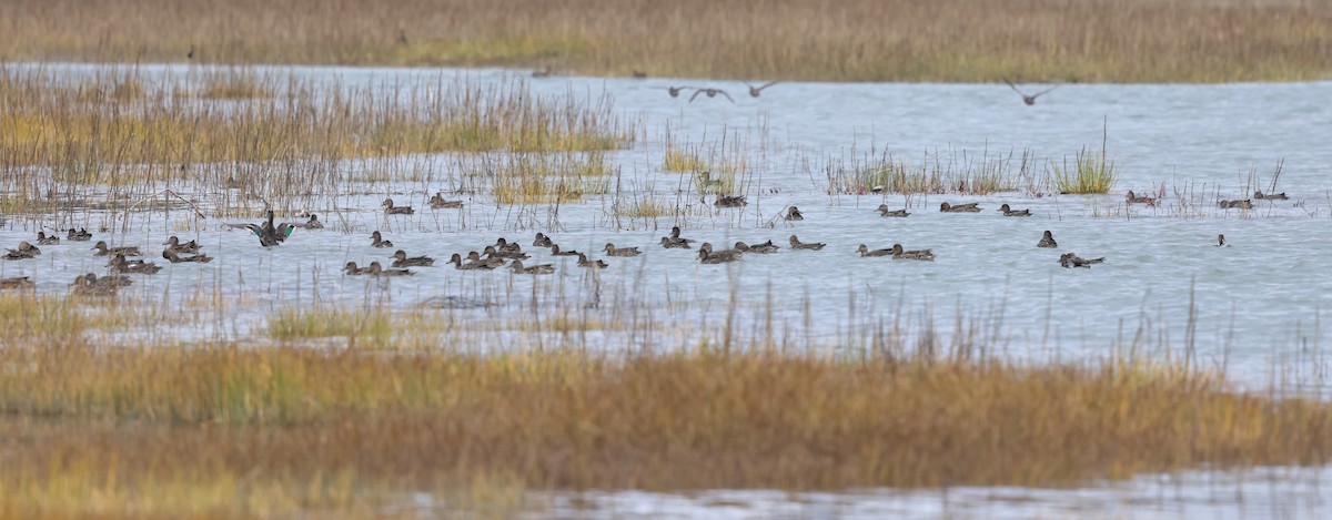 American Wigeon - ML642639460
